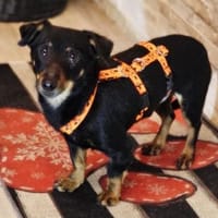 Pimpf ist klein, ein richtiger Lausbub, Hund zur Adoption