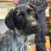 COBRA, chien à adopter