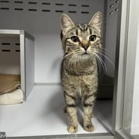 Solea, chatte à adopter