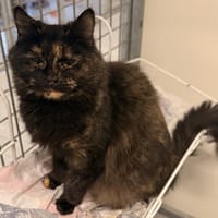 ROCCAPINA, chatte à adopter
