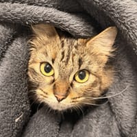 RONDINARA, chatte à adopter