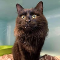 IVAR, chat à adopter