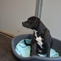 Mars (réservé), chien à adopter