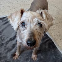 EDMOND, chien à adopter