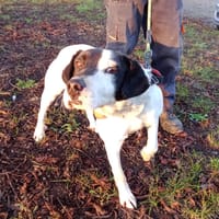 PACO, chien à adopter