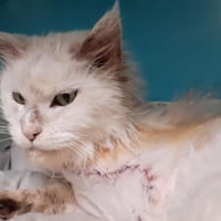 Ustone, chatte à adopter