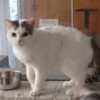 CALIA, chatte à adopter