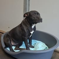 Saturne (réservée), chienne à adopter