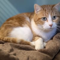 ROUKY, chat à adopter