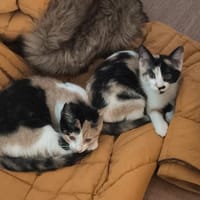 ARCANA, chatte à adopter