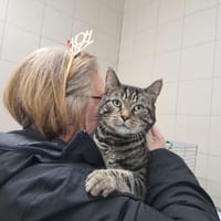 LOL, chat à adopter