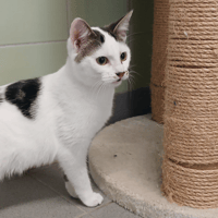 Jeromine, chatte à adopter