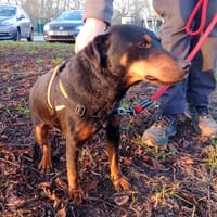 PAQUITO, chien à adopter