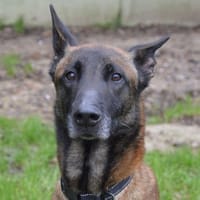 ROSKO CHAO, chien à adopter