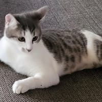 Athlète, chat à adopter