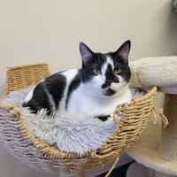 PEARL PAB28430, chatte à adopter