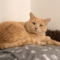 SANTA, chat à adopter