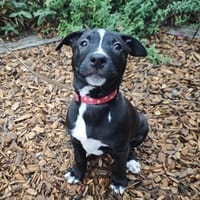 IZAR, chienne à adopter