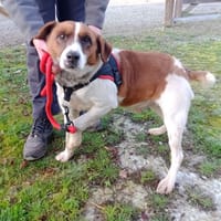 SAXO, chien à adopter