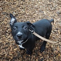 ALIOTH, chienne à adopter