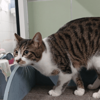 Florimond, chat à adopter