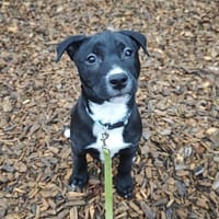 ANKAA, chienne à adopter