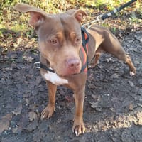 Bella, chienne à adopter