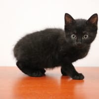 CHAFOUINE HAB17443, chatte à adopter