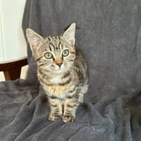 Namibi, chatte à adopter