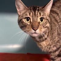 Otawa, chat à adopter