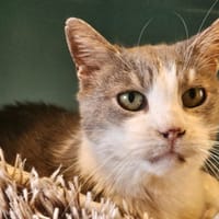 GAYA, chat à adopter
