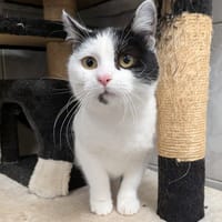 Pua, chatte à adopter