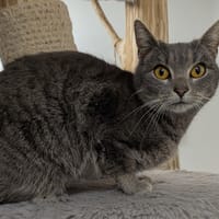 TARTINE, chatte à adopter