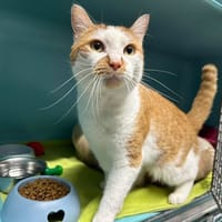 PLUTO, chat à adopter