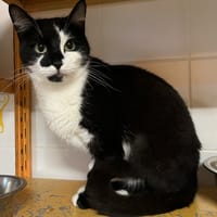 GROSMINET, chat à adopter