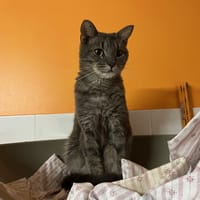 Gribouille ( En cours d'adoption ), chat à adopter