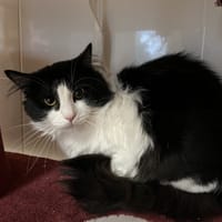 PEPERE, chat à adopter