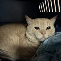 SIMBA, chat à adopter