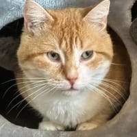 ROUROU, chat à adopter