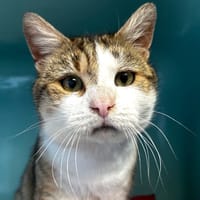 Velvet [FeLV+], chat à adopter