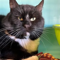 FERNAND en SOS, chat à adopter