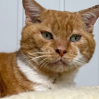 BUENO, chat à adopter