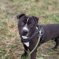 PLATINE VAA, chien à adopter