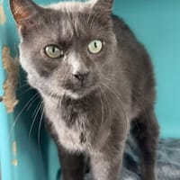 LOTO, chat à adopter