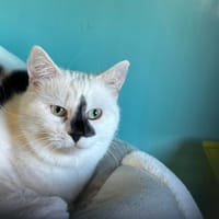 NINITE, chat à adopter