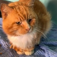 MARCEL, chat à adopter