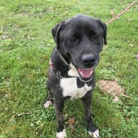 Shadow, chien à adopter