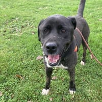Shadow, chien à adopter