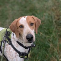 PETITPIEDS VAA, chien à adopter