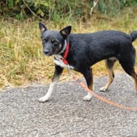 Dexter, pies do adopcji